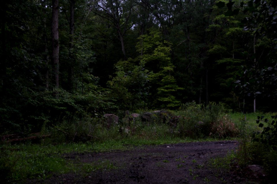 Deep in the Woods opening