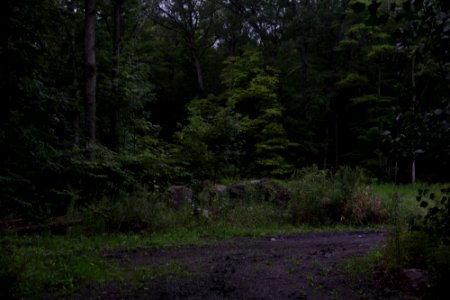 Deep in the Woods opening