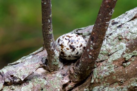 For white terns (Gygis alba), this is what constitutes a nest