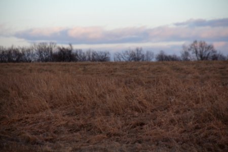 grassy field