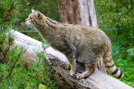 Nature animals wildcat
