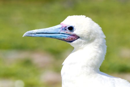 Close up of an adult red-footed booby (Sula sula)