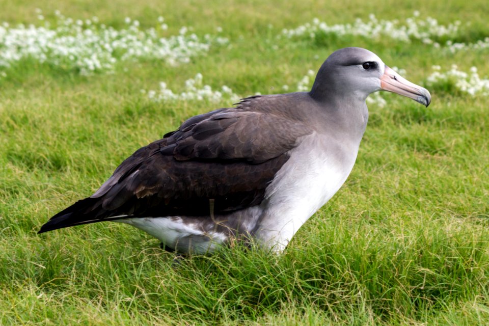 A Laysan albatross/black-footed albatross hybrid