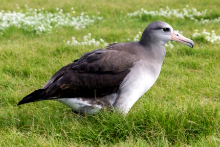 A Laysan albatross/black-footed albatross hybrid photo