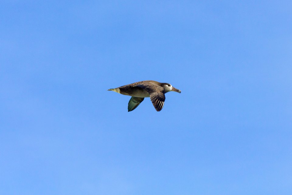 A black-footed albatross (Phoebastria nigripes) in flight