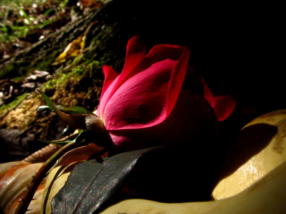 Outdoors Rose Still-Life