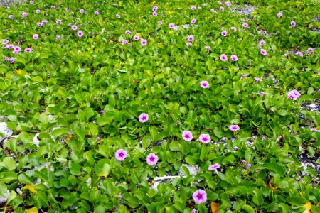 A patch of beach morning glory (Ipomoea pes-caprae) photo