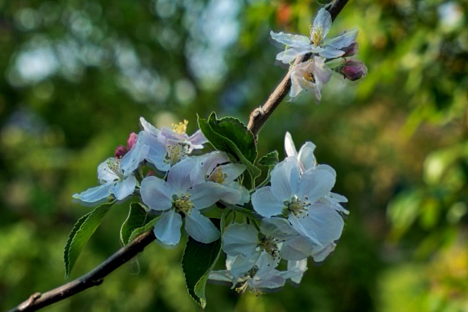 XH1 18-55 55mm HDR apfelblüte photo