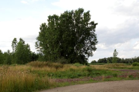 tree that eagles rest on photo