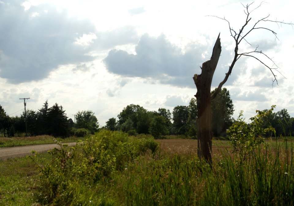 the tree at the corner of the road