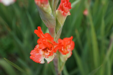 Green red park