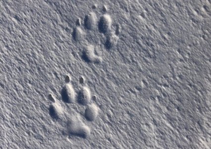 Embossed Paws