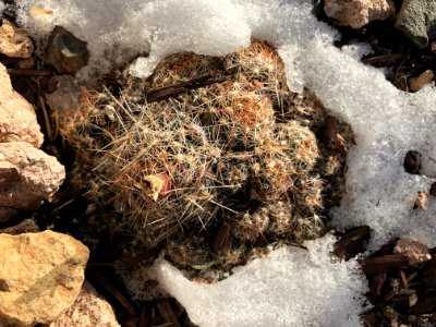 2020/366/337 Prairie Cactus Emerges