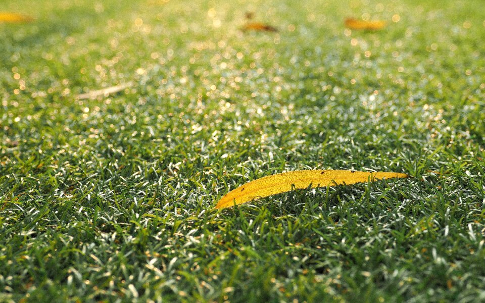 Autumn leaves green yellow