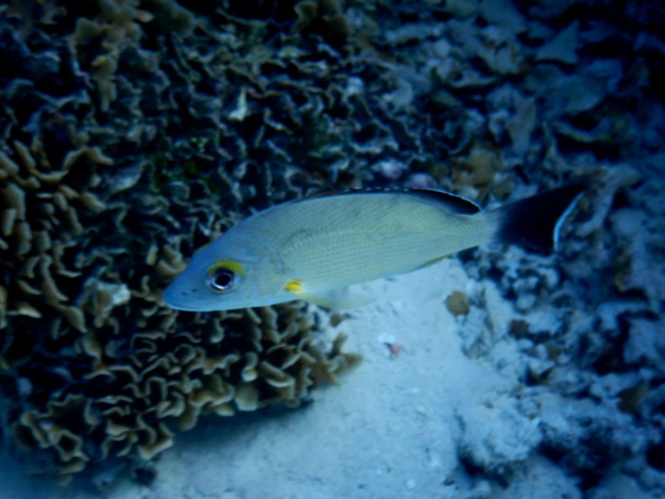 Lutjanus fulvus 3
