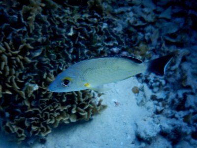 Lutjanus fulvus 3