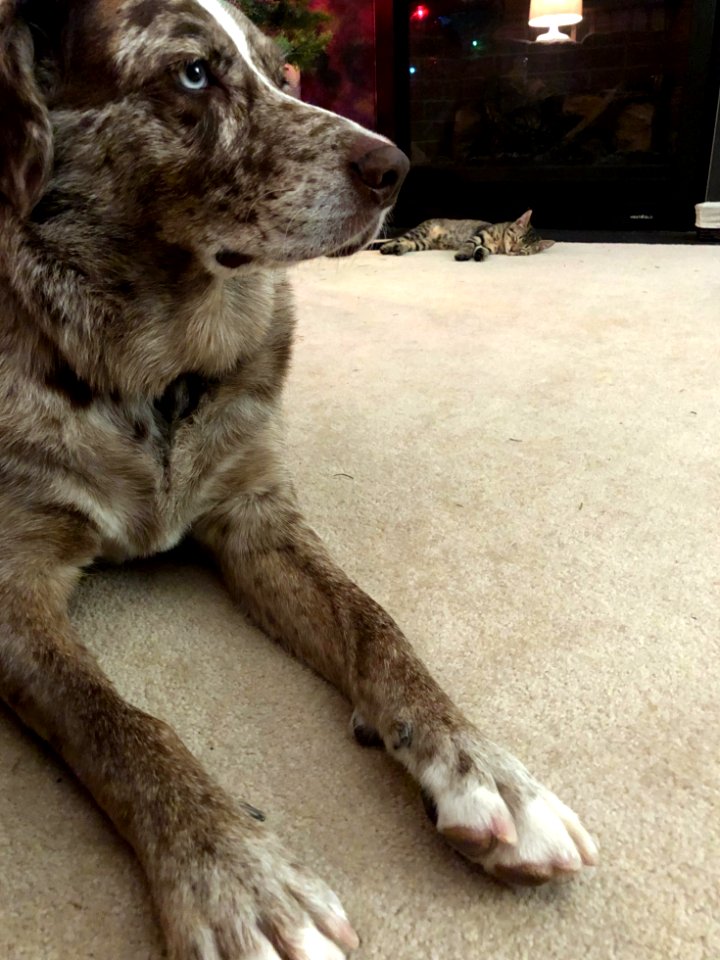 Cat? Is there a Cat? Where?
