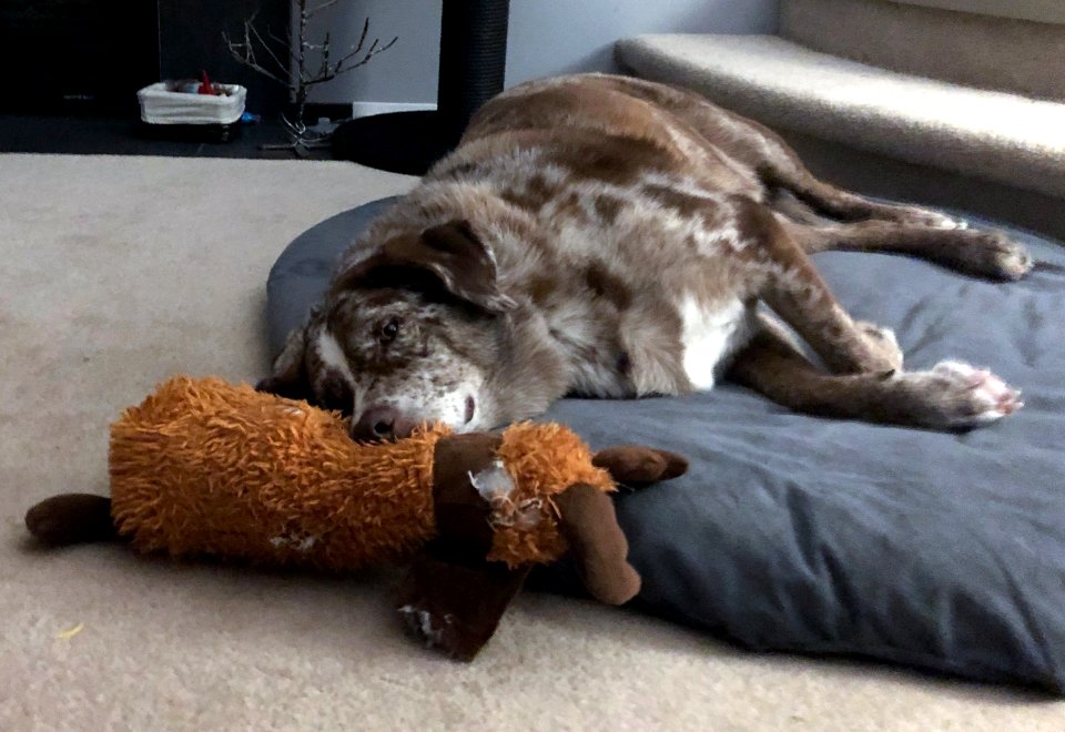 Another Exhausting Day of Dogdom