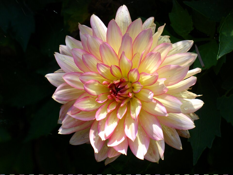 Summer blossom bloom
