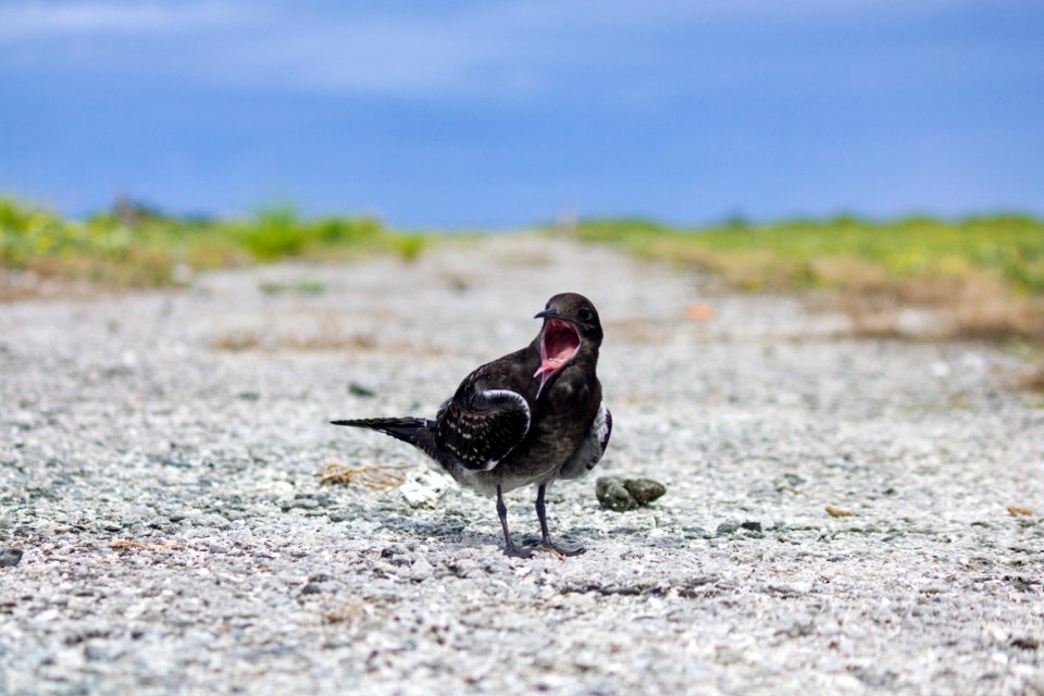 A juvenile sooty tern (Onychoprion fuscatus) on Eastern Island