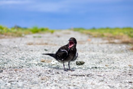A juvenile sooty tern (Onychoprion fuscatus) on Eastern Island photo