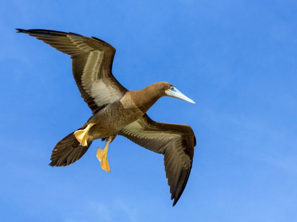 A juvenile brown booby (Sula leucogaster) in flight