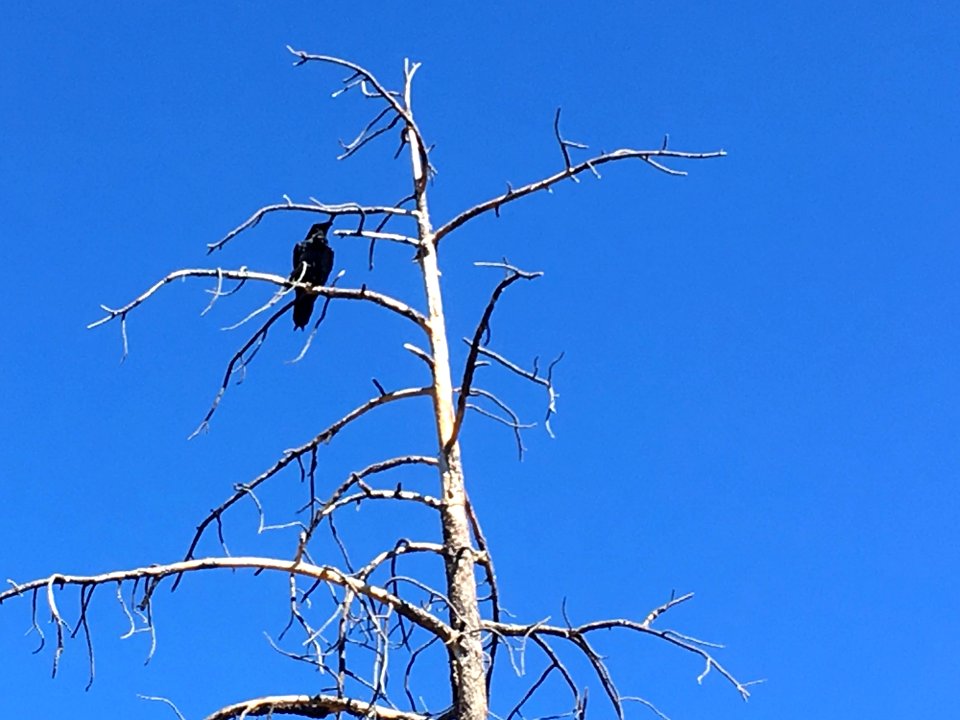 Loud Raven