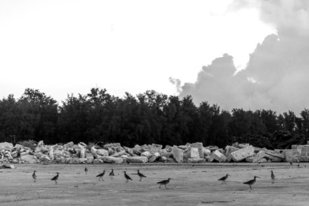 A flock of bristle-thighed curlews (Numenius tahitiensis) gathers in Midway's "Boneyard" photo