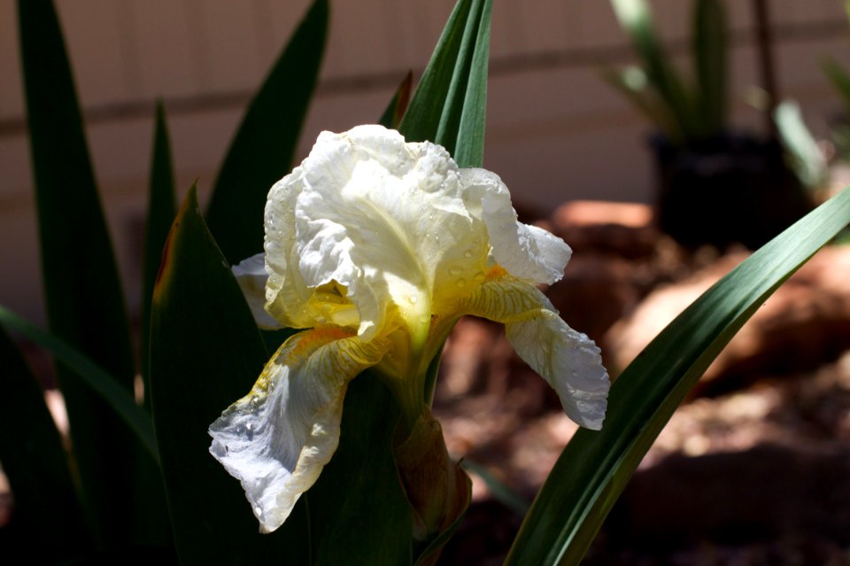 New Iris Color