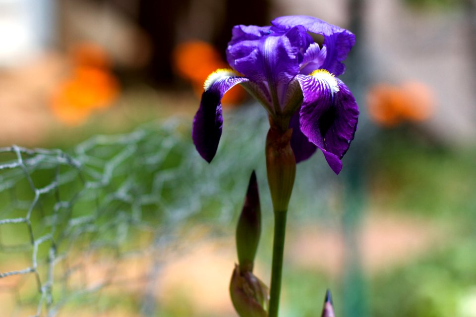 2017/365/106 The Opening of Iris Season