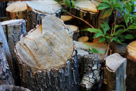 Wood pile texture nature