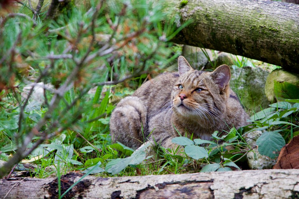 Nature animals wildcat
