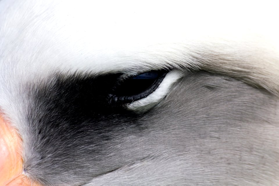 Looking into the eye of a Laysan albatross (Phoebastria immutabilis)