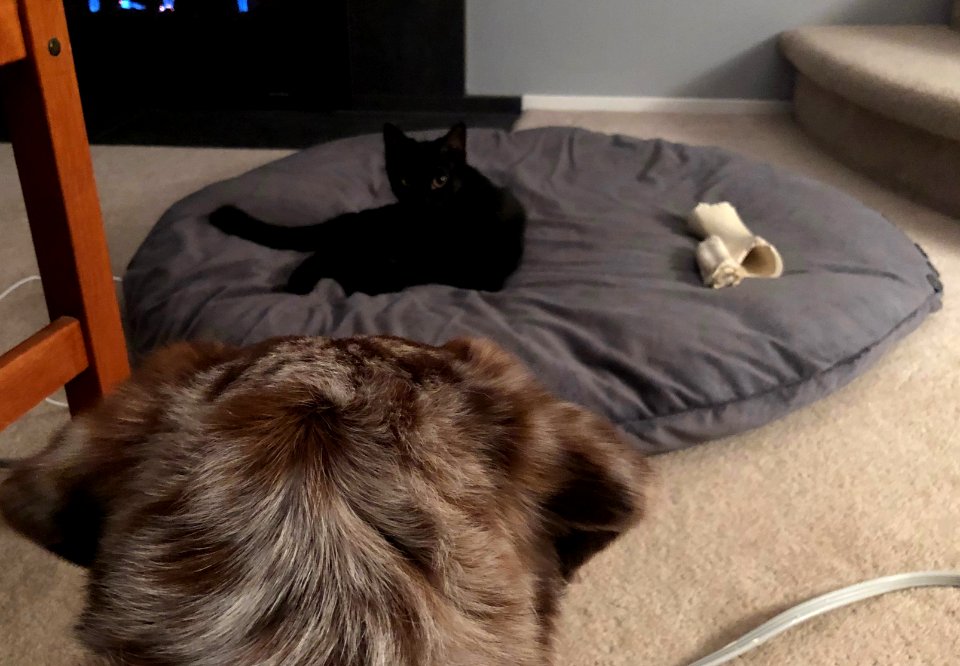 Somebody Has Been Sleeping in My Dog Bed...
