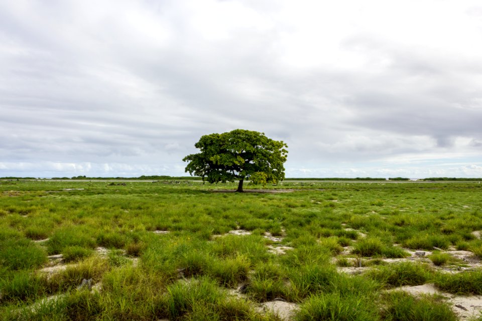 A lone tree growing on Midway's airfield