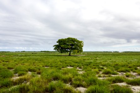 A lone tree growing on Midway's airfield photo