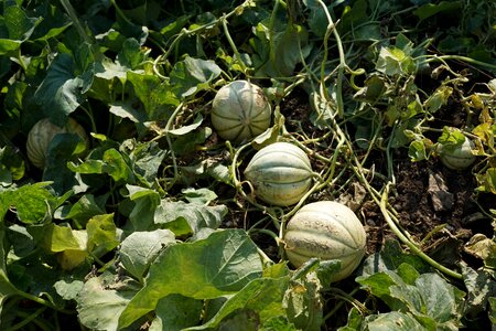 Cantaloupe grow green