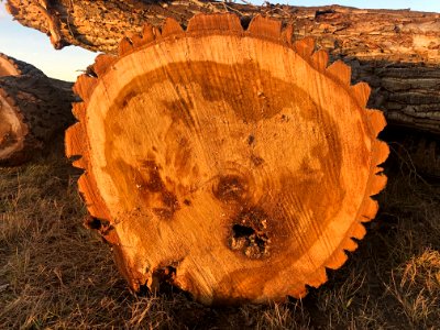 Tree Stump Rorschach Test