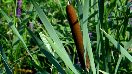 Typha latifolia photo