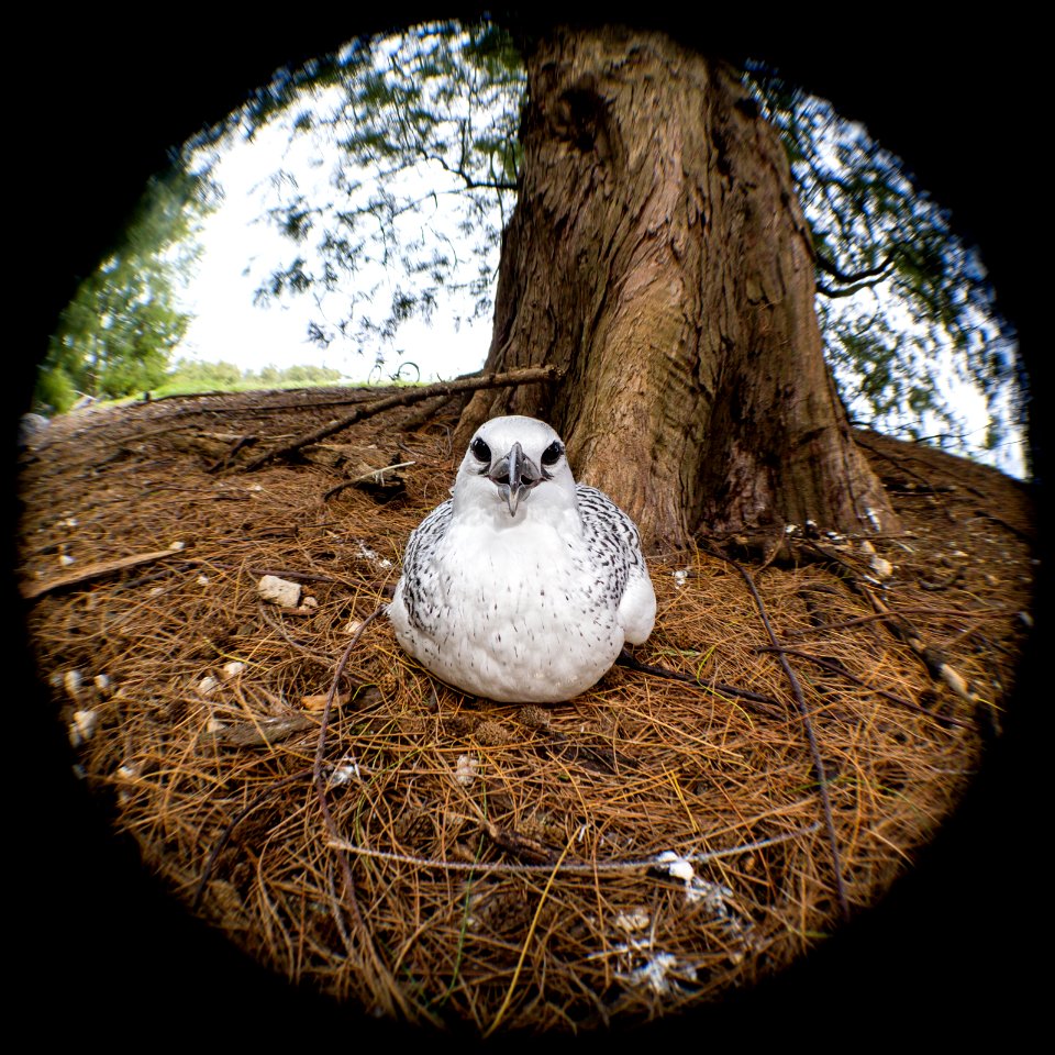 A red-tailed tropicbird (Phaethon rubricauda) chick under an ironwood tree