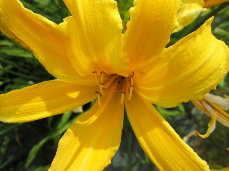 Day lilies flowers garden