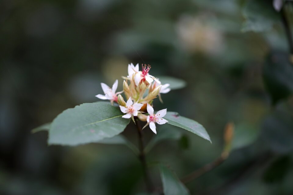 Flag plant nature
