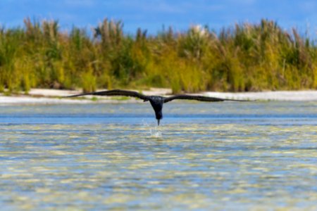 A great frigatebird (Fregata minor) flies low over Catchment for a quick drink
