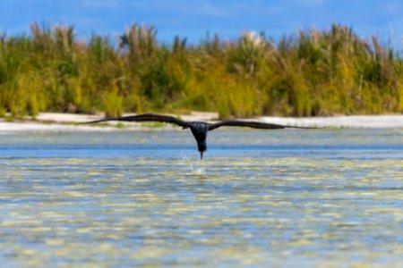 A great frigatebird (Fregata minor) flies low over Catchment for a quick drink photo