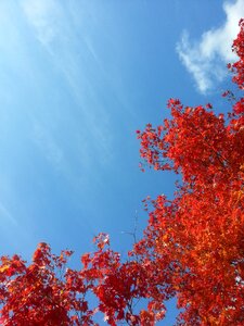 Autumn sky red maple leaf senjogahara