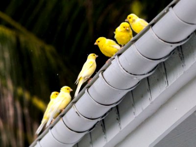 Atlantic canaries (Serinus canaria) bathe in the Clipper House gutter. Midway is home to the only self-sustaining population of yellow canaries outside the Canary Islands, stemming from 11 individuals released in 1910 by cable company employees. photo