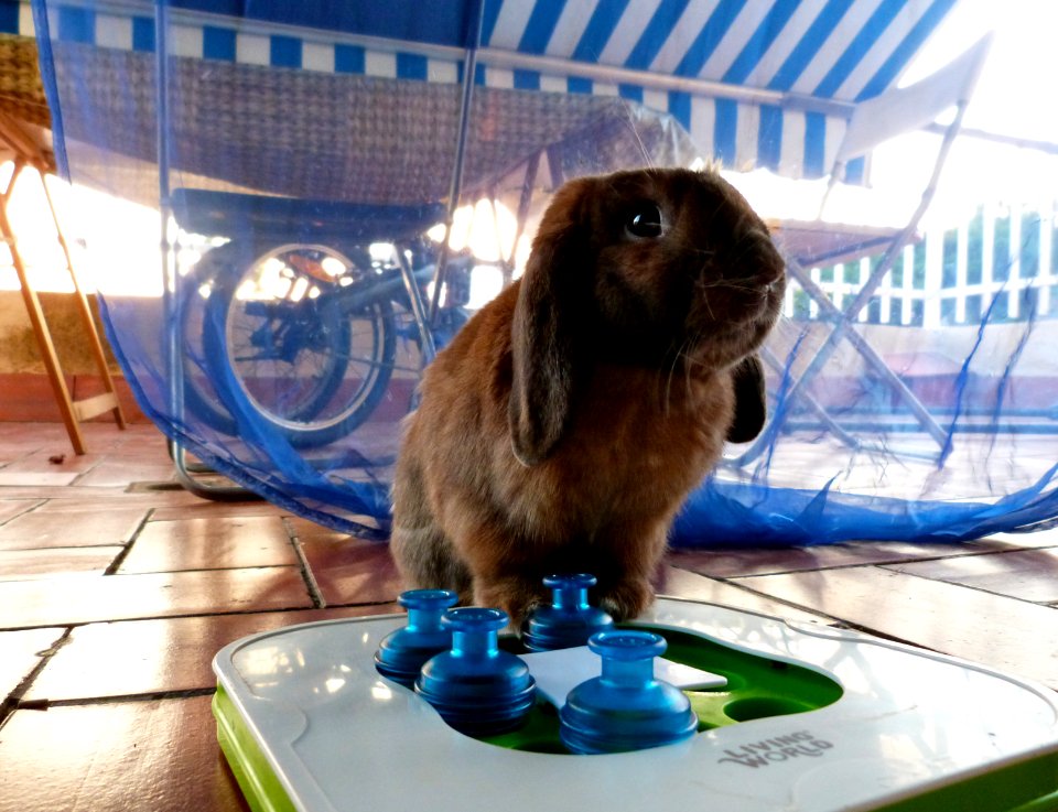Chewy performs magic tricks