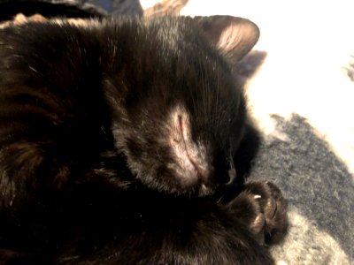 Cat Nap photo