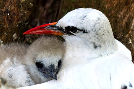 A red-tailed tropicbird (Phaethon rubricauda) parent with its chick photo
