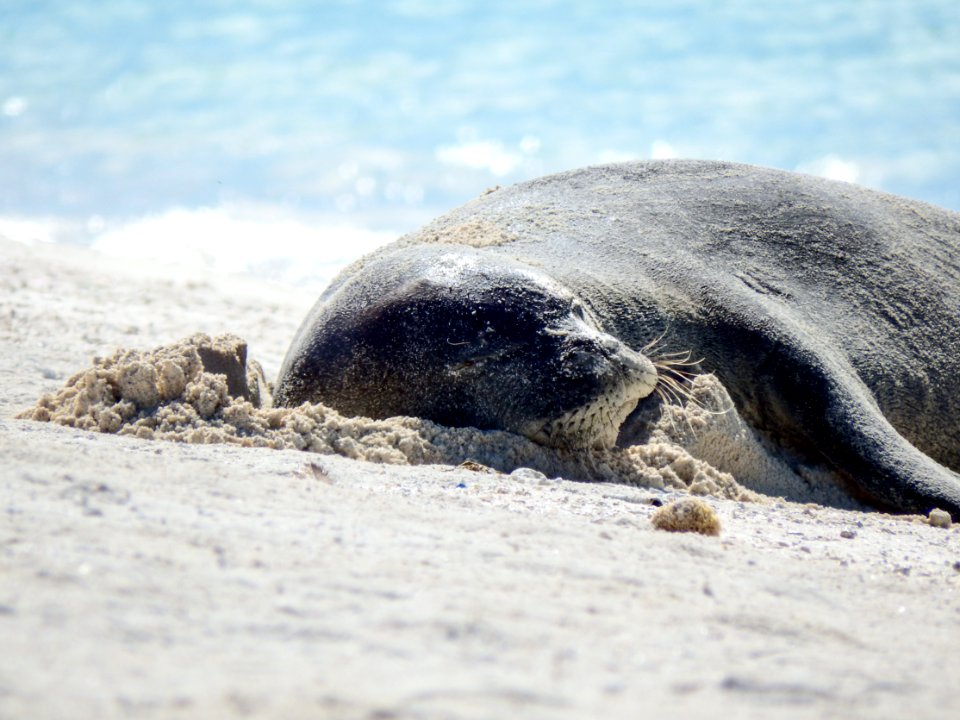 A Hawaiian monk seal (Neomonachus schauinslandi) rests on the beach. Photo taken from a distance of at least 50 feet.